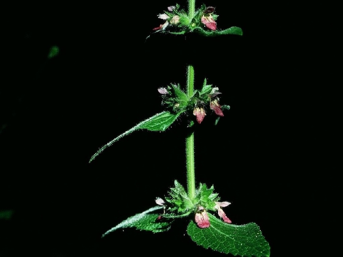 Stachys alpina (Lamiaceae)